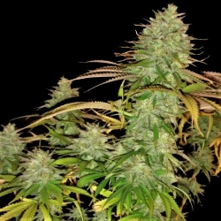 Pure Power Plant cannabis seeds