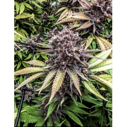 Quebec Black Bud Feminized Cannabis Seeds