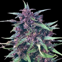 Purple Rain Feminized Cannabis Seeds