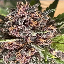 Purple Dream Feminized Cannabis Seeds	