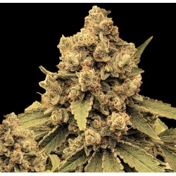 Silver Widow Cannabis Seeds Feminized	