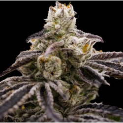 Purple Widow Cannabis Seeds Feminized	