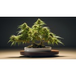 How To Grow A Cannabis Bonsai