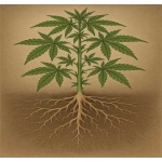 Understanding the Cannabis Root System Understanding the Cannabis Root System