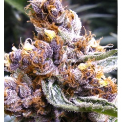 Blueberry Cannabis Seeds Regular