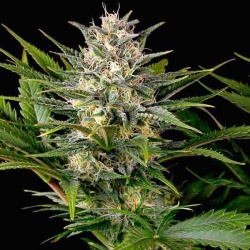 CBD Mango Haze Cannabis Seeds Feminized