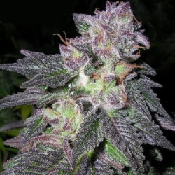 Black Gold Autoflower Cannabis Seeds Feminized