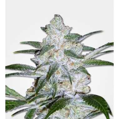 Bubblegum Cannabis 