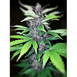 Auto Purple Kush Cannabis Seeds Feminized 