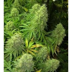 Big Bud Cannabis Seeds Feminized