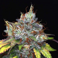 Purple Kush Cannabis Seeds