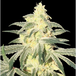 Gorilla Glue Cannabis Seeds Feminized