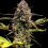 Skunk No.1 Cannabis Seeds Feminized 