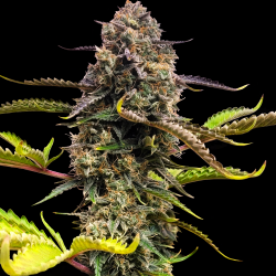 Skunk #1 Autoflower Cannabis Seeds Feminized 