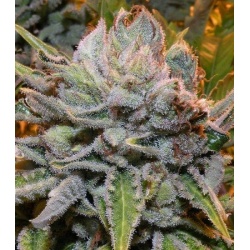 QC Black Gold Cannabis Seeds Feminized