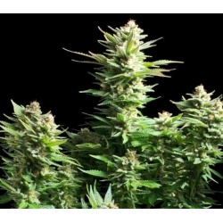 Amnesia Haze Cannabis Seeds Feminized