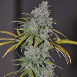 Blue Dream Cannabis Seeds Feminized