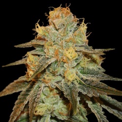 Bruce Banner Cannabis Seeds Feminized