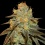 Bruce Banner Weed Seeds