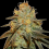 Bruce Banner Weed Seeds