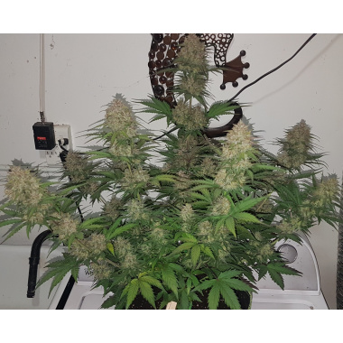 AutoMazar Cannabis Seeds