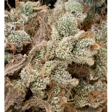 Bruce Banner Fast Version Seeds