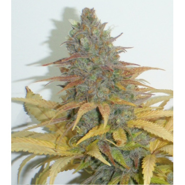 Northern Lights Fast Version Seeds