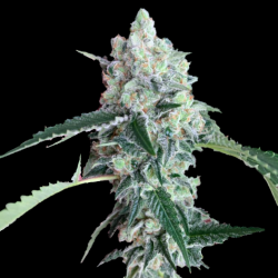 SSKUSH Feminized Cannabis Seeds