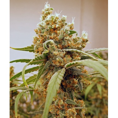PINK BERRY Feminized Cannabis 
