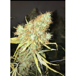 Big Jackcannabis seeds