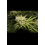 Big Jackcannabis seeds