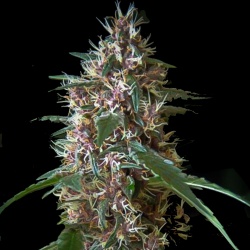 QCS Jackberry Cannabis Seeds