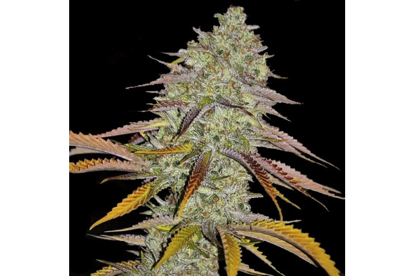 Lemon OG Kush Strain Review: THC, Effects, Flowering Time & Yield