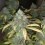 QCS Quebec Blue Cannabis Seeds Feminized