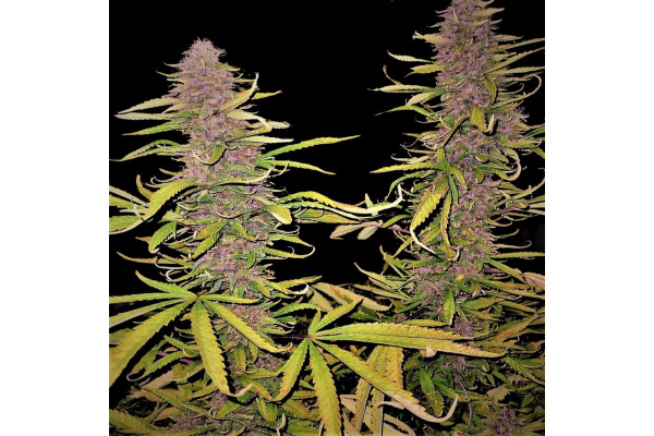 Grape Skunk Strain Review: THC, Effects, Flowering Time & Yield