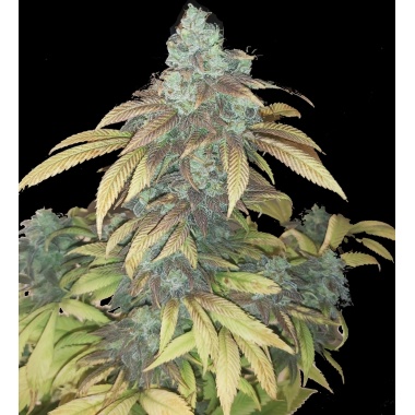 Quebec Blue Cannabis