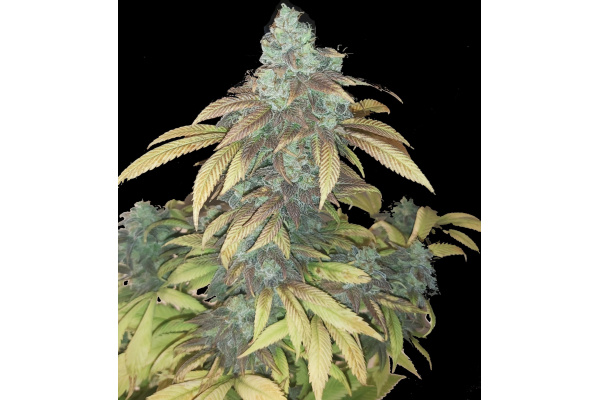 Quebec Blue Strain Review: THC, Effects, Flowering Time & Yield