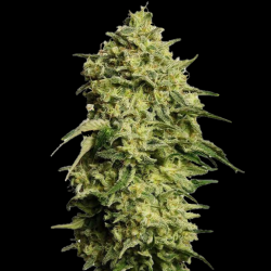 Amnesia Cannabis Seeds Autoflower