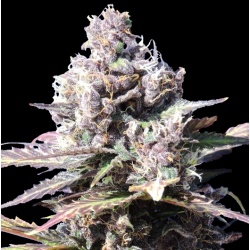 Gelato Cannabis Seeds 