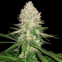 Super Silver Haze Cannabis Seeds Feminized	