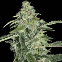 CBD SSKUSH Feminized Cannabis Seeds
