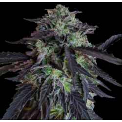 GIRL SCOUT COOKIES Seeds