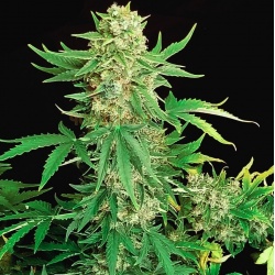 AUTO CBD WHITE WIDOW Feminized Cannabis Seeds