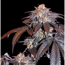 Blackberry Kush Cannabis Seeds Feminized