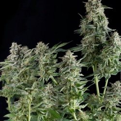 CBD NORTHERN LIGHTS Feminized Cannabis Seeds