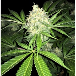 AMNESIA LEMON FAST VERSION Feminized Cannabis Seeds