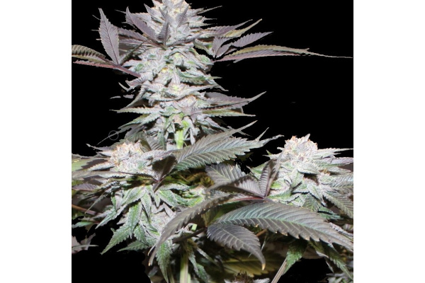 Blue God x Cluster Strain Review: THC, Effects, Flowering Time & Yield