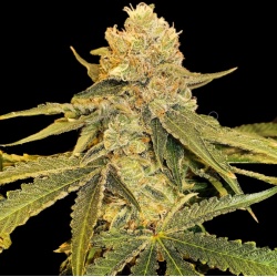 CBD Jack Herer Cannabis.jpg