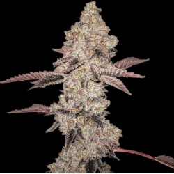 Animal Gelato Cannabis Seeds Feminized