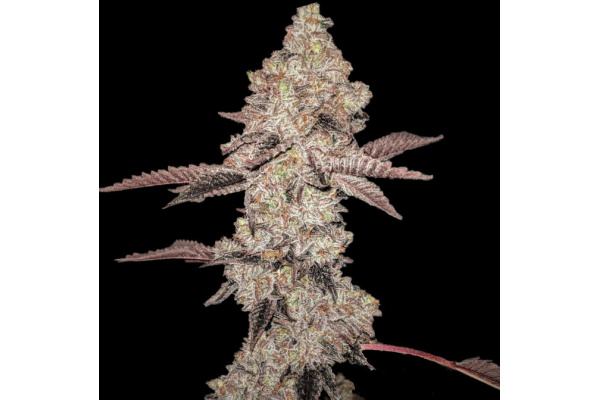Animal Gelato Strain Review – Dessert-Style Hybrid with Huge THC and Big Yields